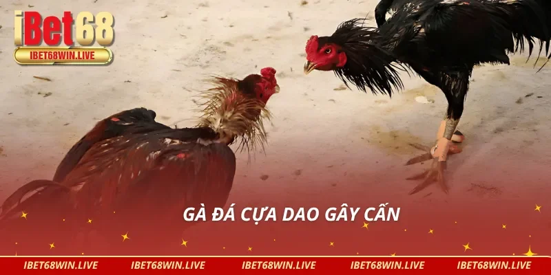 Đá gà cựa dao hấp dẫn tại danh mục đá gà Campuchia IBET68