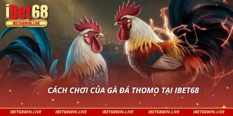 Nắm chắc về cách chơi của đá gà thomo