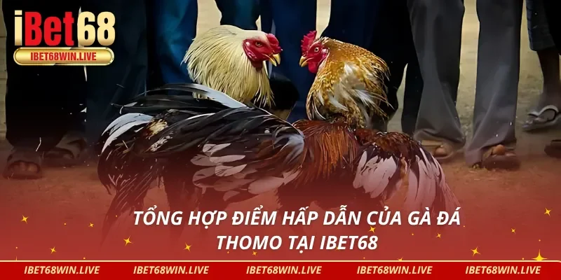 Đá gà thomo thu hút được hàng ngàn người chơi